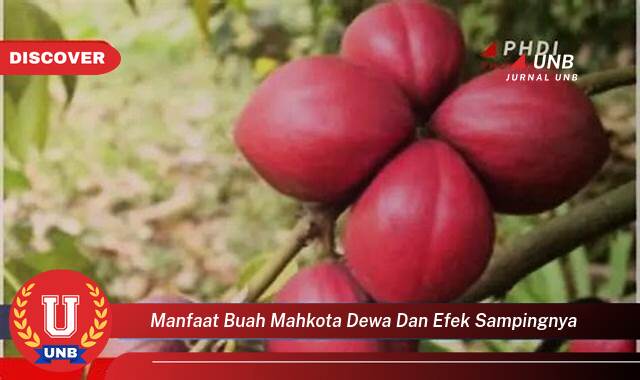 Ketahui 8 Manfaat manfaat buah mahkota dewa dan efek sampingnya yang tidak Semua Orang Tau