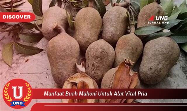 Temukan 9 Manfaat Buah Mahoni untuk Vitalitas Pria, Meningkatkan Stamina dan Performa Temukan 9 Manfaat Buah Mahoni untuk Vitalitas Pria, Meningkatkan Stamina dan Performa