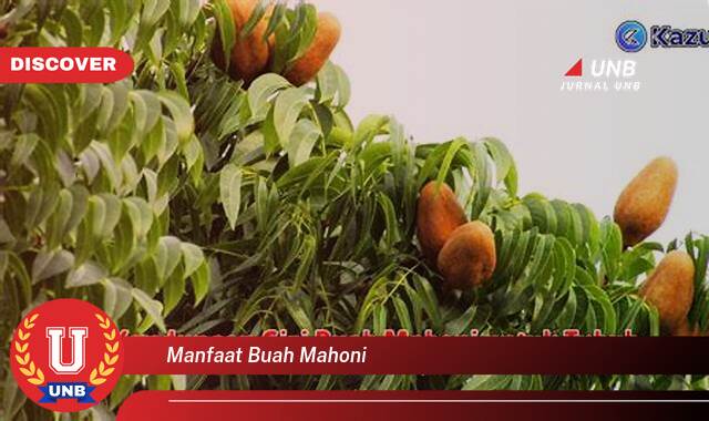 Temukan 9 Manfaat Buah Mahoni untuk Kesehatan Anda yang Luar Biasa Temukan 9 Manfaat Buah Mahoni untuk Kesehatan Anda yang Luar Biasa