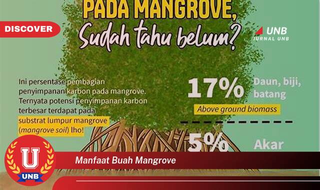 Ketahui 8 Manfaat manfaat buah mangrove yang Wajib kamu ketahui