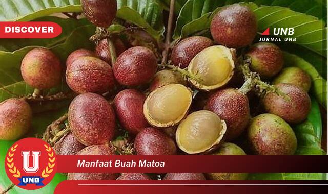 Temukan 8 Manfaat Buah Matoa untuk Kesehatan, Dari Meningkatkan Imunitas Hingga Menyehatkan Jantung