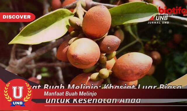 Temukan 10 Manfaat Buah Melinjo untuk Kesehatan Tubuh Anda Temukan 10 Manfaat Buah Melinjo untuk Kesehatan Tubuh Anda