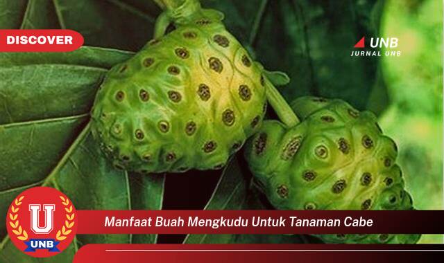 Inilah 8 Manfaat manfaat buah mengkudu untuk tanaman cabe yang Bikin Kamu Penasaran