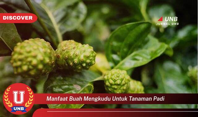 Temukan 10 Manfaat manfaat buah mengkudu untuk tanaman padi yang Bikin Kamu Penasaran