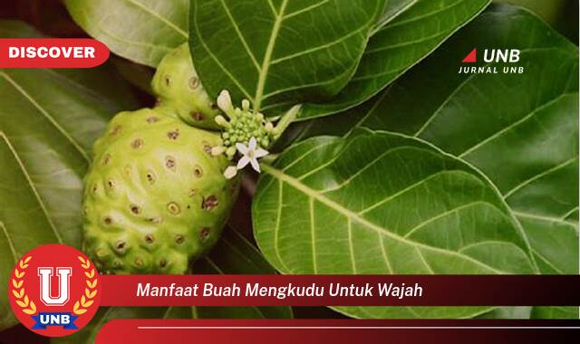 Temukan 9 Manfaat manfaat buah mengkudu untuk wajah yang Wajib kamu ketahui