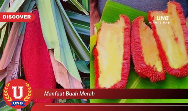 Temukan 9 Manfaat Buah Merah untuk Kesehatan, Meningkatkan Imunitas dan Menjaga Daya Tahan Tubuh