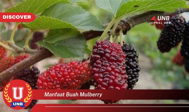 Temukan Segudang Manfaat Buah Mulberry untuk Kesehatan Anda