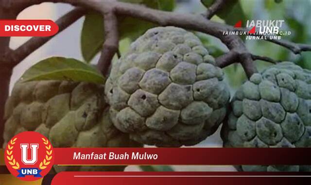 Temukan Segudang Manfaat Buah Mulwo untuk Kesehatan Anda