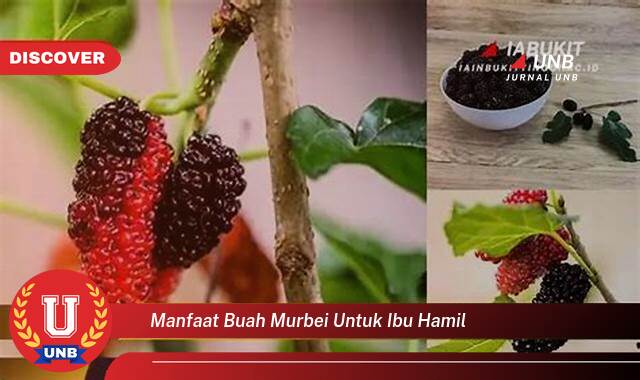 10 Manfaat manfaat buah murbei untuk ibu hamil yang Wajib Kamu Intip