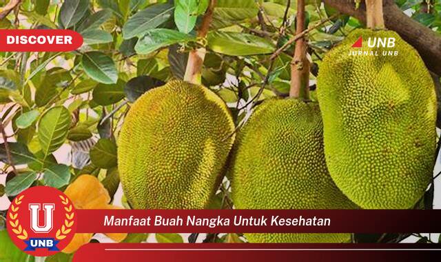 Temukan 8 Manfaat Buah Nangka untuk Kesehatan Tubuh Anda Secara Lengkap Temukan 8 Manfaat Buah Nangka untuk Kesehatan Tubuh Anda Secara Lengkap