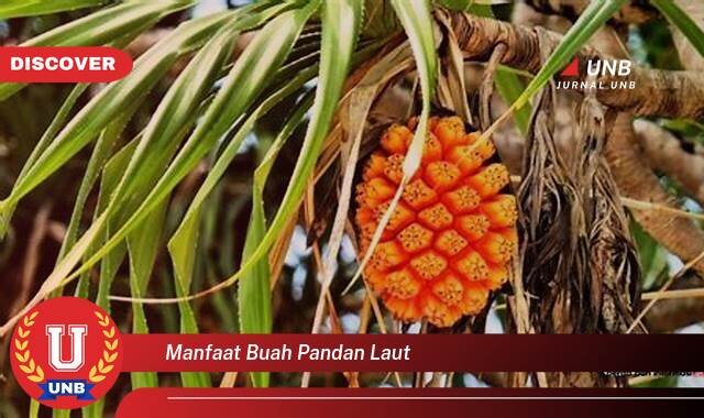 Inilah 10 Manfaat manfaat buah pandan laut yang tidak Semua Orang Tau