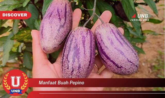 Temukan 10 Manfaat Buah Pepino untuk Kesehatan Tubuh Anda