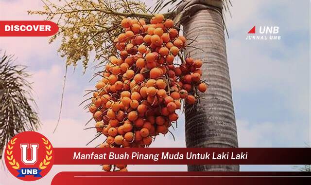 Temukan 10 Manfaat Buah Pinang Muda untuk Kesehatan Pria, Meningkatkan Stamina dan Vitalitas