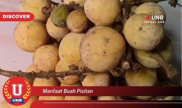 Ketahui 10 Manfaat manfaat buah pisitan yang Jarang Diketahui