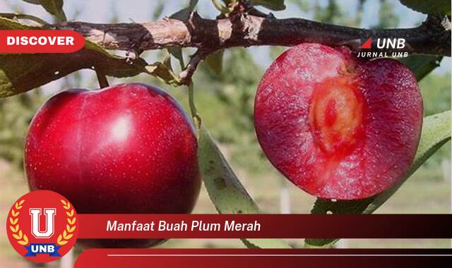 Temukan 10 Manfaat Buah Plum Merah untuk Kesehatan Anda, Dari Meningkatkan Imunitas Hingga Menjaga Kesehatan Jantung Temukan 10 Manfaat Buah Plum Merah untuk Kesehatan Anda, Dari Meningkatkan Imunitas Hingga Menjaga Kesehatan Jantung