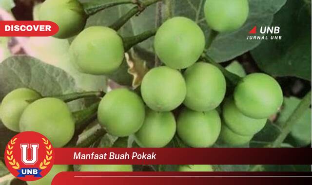 Temukan 9 Manfaat Buah Pokak untuk Kesehatan dan Kecantikan Anda