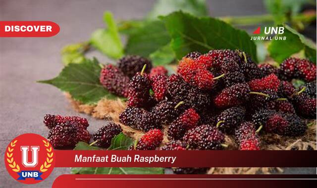 Temukan 9 Manfaat Buah Raspberry untuk Kesehatan Tubuh Anda