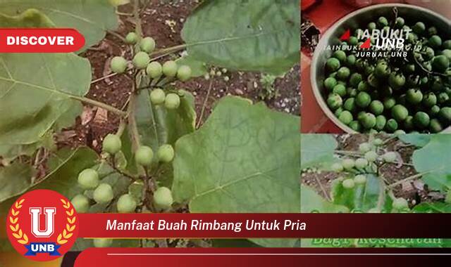 9 Manfaat manfaat buah rimbang untuk pria yang Wajib Kamu Intip