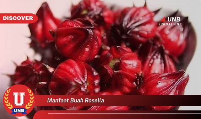 Inilah 10 Manfaat manfaat buah rosella yang tidak Semua Orang Tau