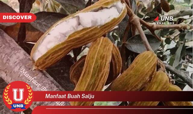 Temukan 10 Manfaat Buah Salju untuk Kesehatan dan Kecantikan Anda