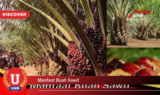 Inilah 9 Manfaat manfaat buah sawit yang Wajib kamu ketahui