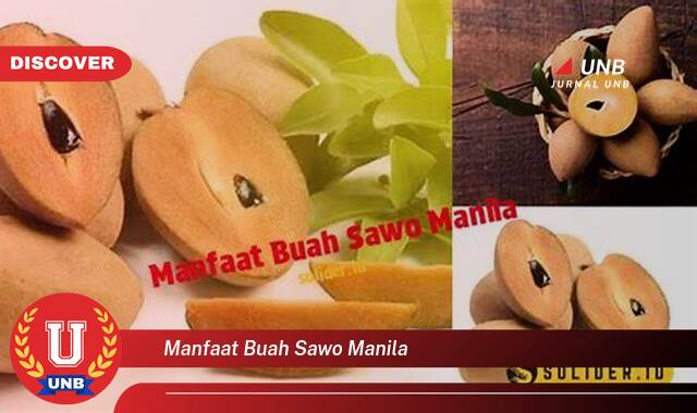Inilah 9 Manfaat manfaat buah sawo manila yang Jarang Diketahui