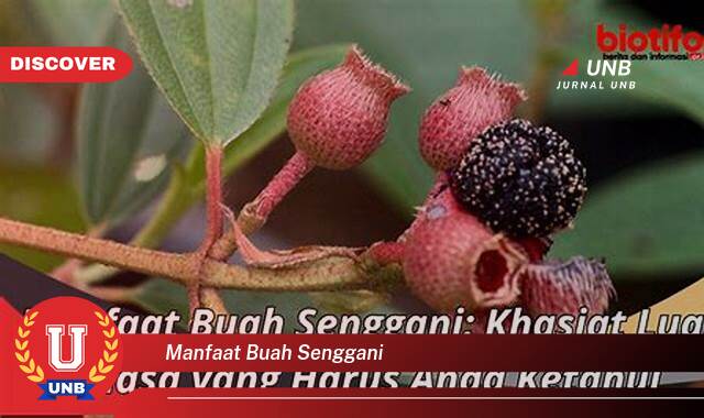 Temukan 8 Manfaat manfaat buah senggani yang Bikin Kamu Penasaran