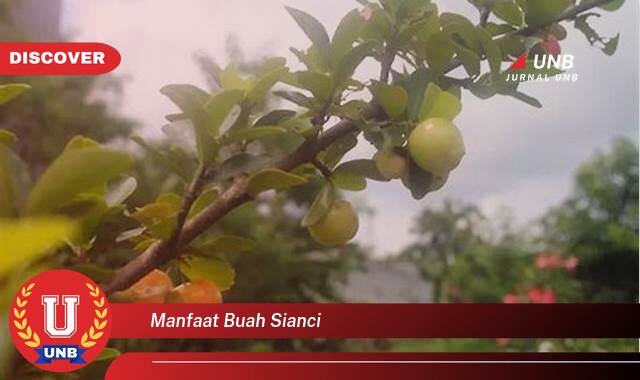 Temukan 8 Manfaat Buah Sianci untuk Kesehatan Tubuh Anda Temukan 8 Manfaat Buah Sianci untuk Kesehatan Tubuh Anda