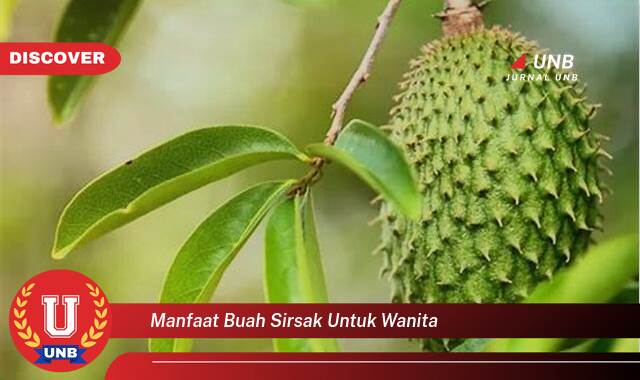 Temukan 10 Manfaat Buah Sirsak untuk Wanita, Meningkatkan Kesehatan & Kecantikan Secara Alami