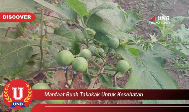 Inilah 8 Manfaat manfaat buah takokak untuk kesehatan yang Wajib Kamu Intip