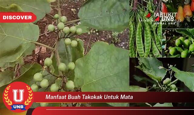 Temukan 8 Manfaat Buah Takokak untuk Mata, Meningkatkan Kesehatan Penglihatan Anda Secara Alami