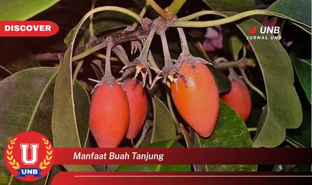 Ketahui 9 Manfaat buah tanjung yang Wajib Kamu Intip
