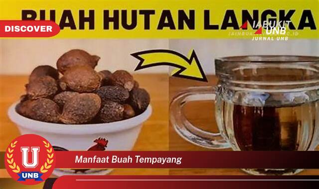 Temukan 8 Manfaat Buah Tempayang untuk Kesehatan Tubuh Anda