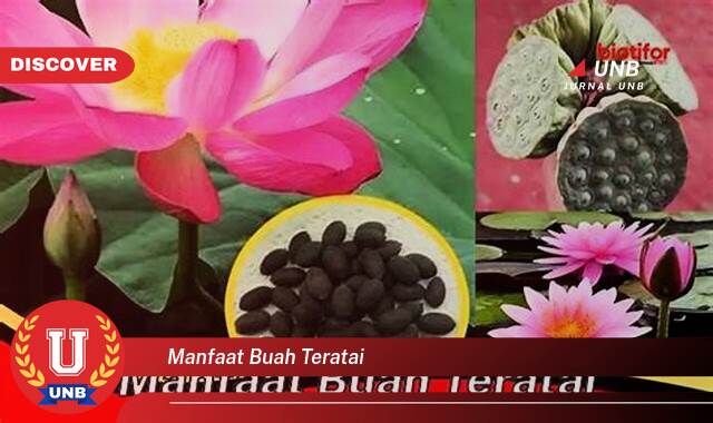 Ketahui 9 Manfaat manfaat buah teratai yang Jarang Diketahui