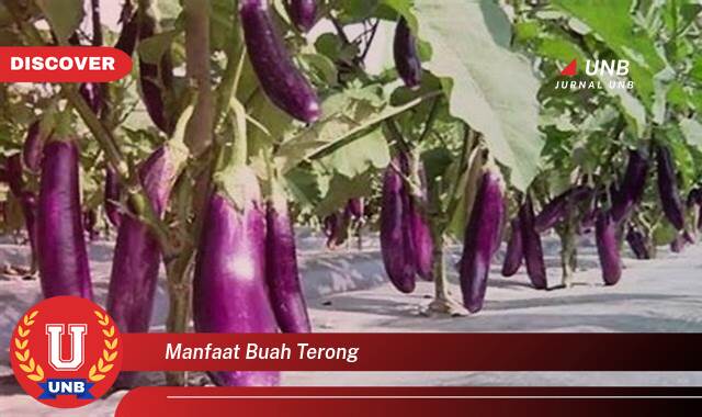 Temukan 9 Manfaat Buah Terong yang Luar Biasa untuk Kesehatan Anda Temukan 9 Manfaat Buah Terong yang Luar Biasa untuk Kesehatan Anda