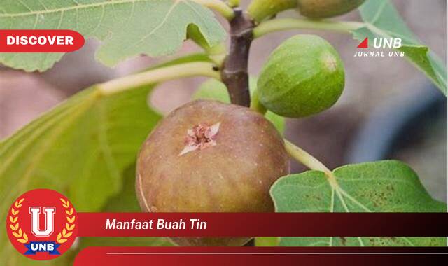 Temukan 8 Manfaat Buah Tin untuk Kesehatan, Kecantikan, dan Kebugaran Tubuh Temukan 8 Manfaat Buah Tin untuk Kesehatan, Kecantikan, dan Kebugaran Tubuh