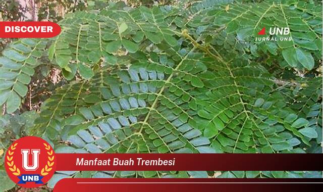 Inilah 9 Manfaat manfaat buah trembesi yang Wajib kamu ketahui