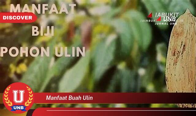 10 Manfaat buah ulin yang Wajib Kamu Intip