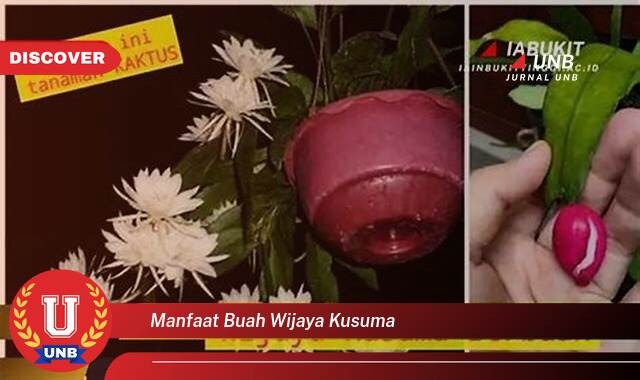 Temukan 8 Manfaat Buah Wijaya Kusuma untuk Kesehatan Anda