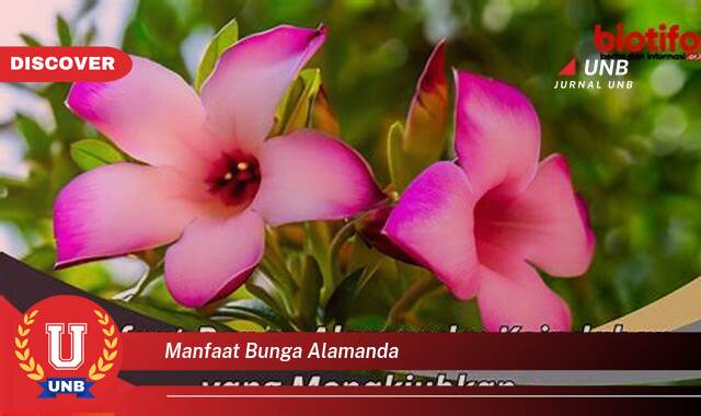 Ketahui 8 Manfaat manfaat bunga alamanda yang Wajib Kamu Intip