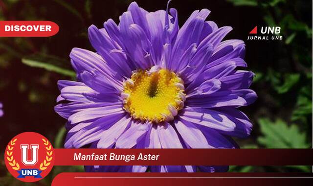 Ketahui 10 Manfaat manfaat bunga aster yang Jarang Diketahui