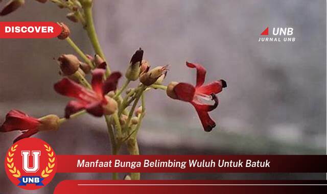 Temukan 10 Manfaat manfaat bunga belimbing wuluh untuk batuk yang Wajib kamu ketahui