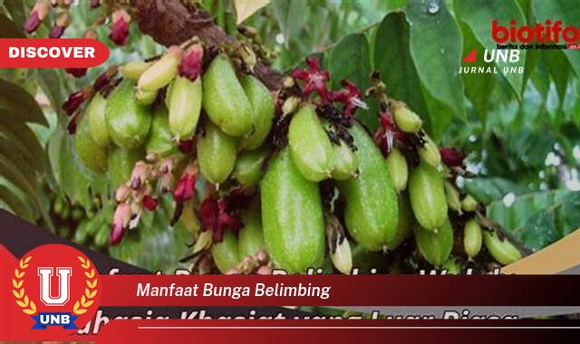 Ketahui 8 Manfaat manfaat bunga belimbing yang Wajib kamu ketahui