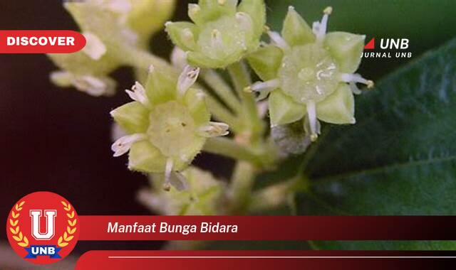 Ketahui 9 Manfaat manfaat bunga bidara yang tidak Semua Orang Tau