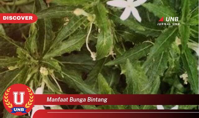 10 Manfaat manfaat bunga bintang yang Bikin Kamu Penasaran