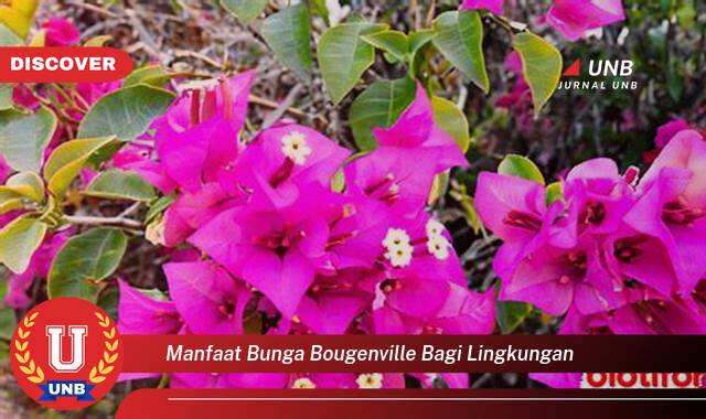10 Manfaat Bunga Bougenville bagi Lingkungan yang Jarang Diketahui