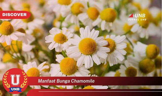 Temukan 9 Manfaat Bunga Chamomile untuk Kesehatan, Kecantikan, dan Relaksasi