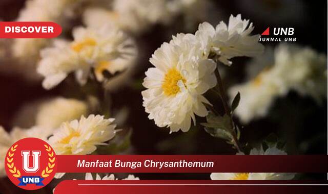8 Manfaat manfaat bunga chrysanthemum yang Wajib kamu ketahui