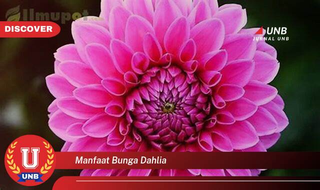 Ketahui 10 Manfaat manfaat bunga dahlia yang Bikin Kamu Penasaran