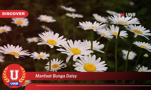Temukan 10 Manfaat manfaat bunga daisy yang Wajib Kamu Intip